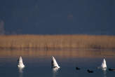 20061130_133730 Cigni a pesca.jpg